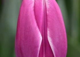 Tulipa Synaeda Blue (4)